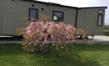 Willerby Vogue Classique plot 64